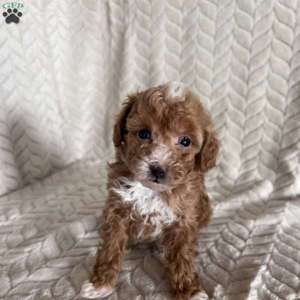 Amber, Toy Poodle Puppy