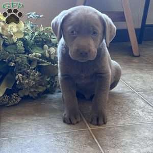 Scout, Silver Labrador Retriever Puppy