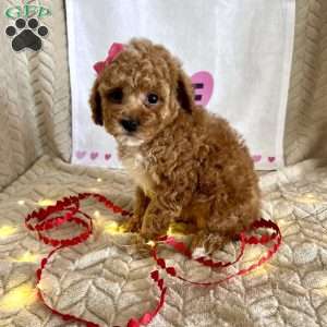 Ginger, Toy Poodle Puppy