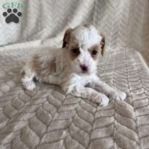 Gracie, Toy Poodle Puppy