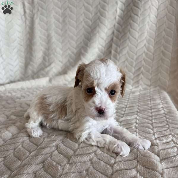 Gracie, Toy Poodle Puppy