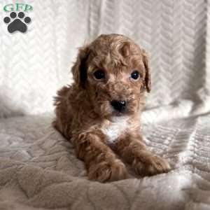Grant, Toy Poodle Puppy