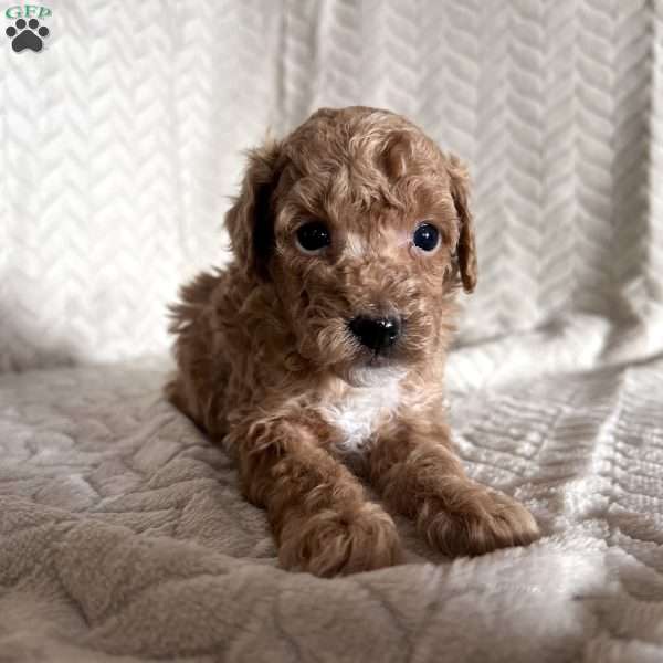 Grant, Toy Poodle Puppy