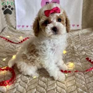 Gracie, Toy Poodle Puppy