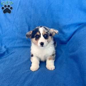 Minnie, Pembroke Welsh Corgi Puppy
