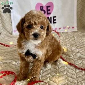 Grant, Toy Poodle Puppy