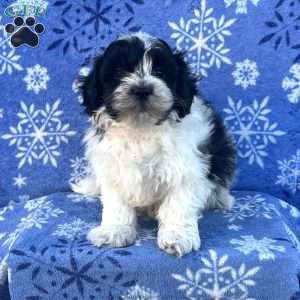 Socks, Teddy Bear Puppy