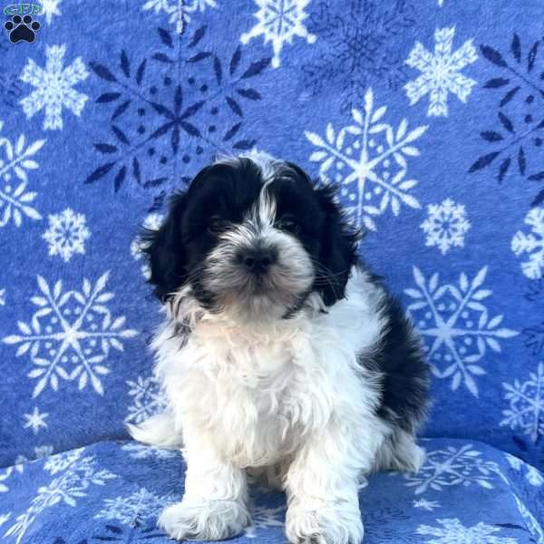 Socks, Teddy Bear Puppy