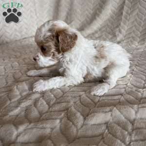 Gracie, Toy Poodle Puppy