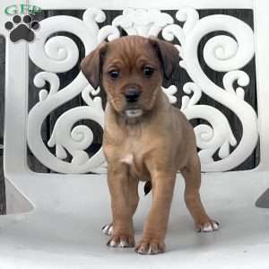 Brownie, Cavalier King Charles Spaniel Puppy