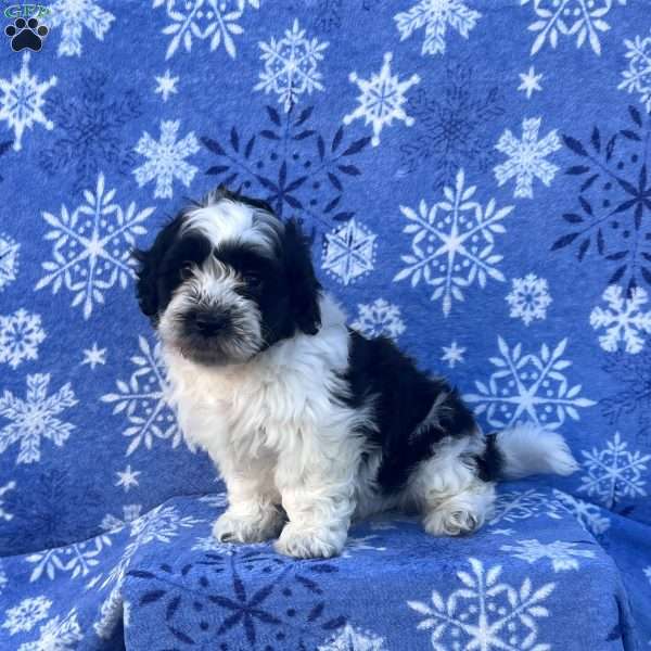 Sully, Teddy Bear Puppy