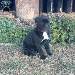 Venus, Cane Corso Puppy