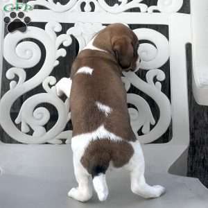 Spot, Cavalier King Charles Spaniel Puppy