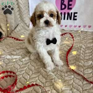 Gizmo, Toy Poodle Puppy