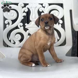 Brownie, Cavalier King Charles Spaniel Puppy