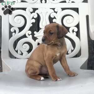 Brownie, Cavalier King Charles Spaniel Puppy