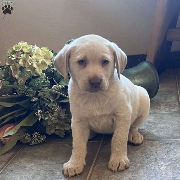Skipper, Yellow Labrador Retriever Puppy