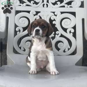 Spot, Cavalier King Charles Spaniel Puppy