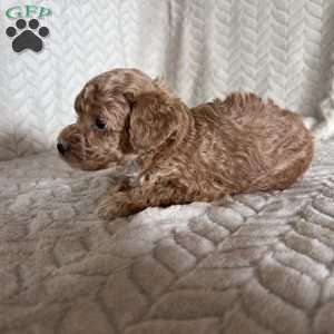 Grant, Toy Poodle Puppy