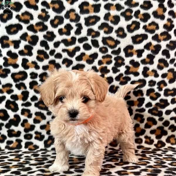 Reed, Maltipoo Puppy