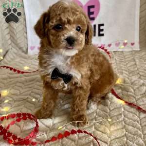 Grant, Toy Poodle Puppy