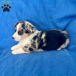 Minnie, Pembroke Welsh Corgi Puppy