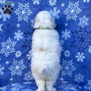 Sunny, Teddy Bear Puppy