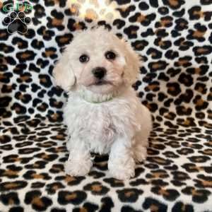 Peanut, Bichon Frise Puppy