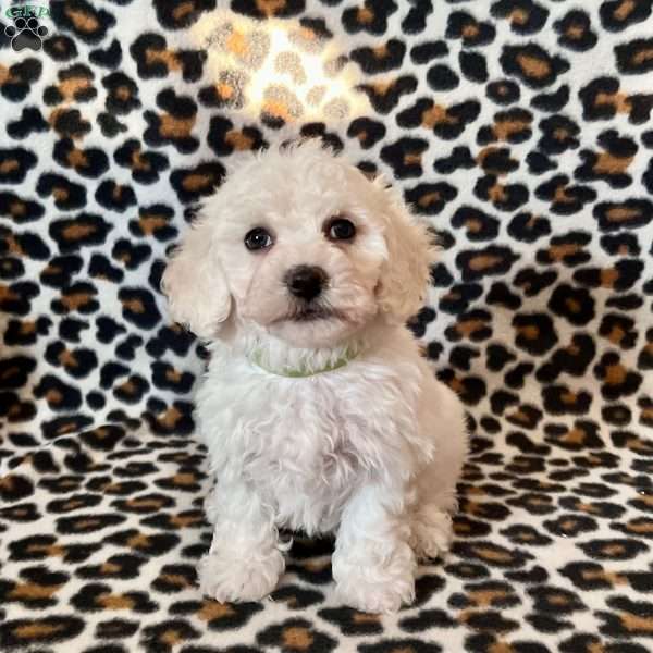 Peanut, Bichon Frise Puppy