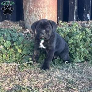 Vinnie, Cane Corso Puppy