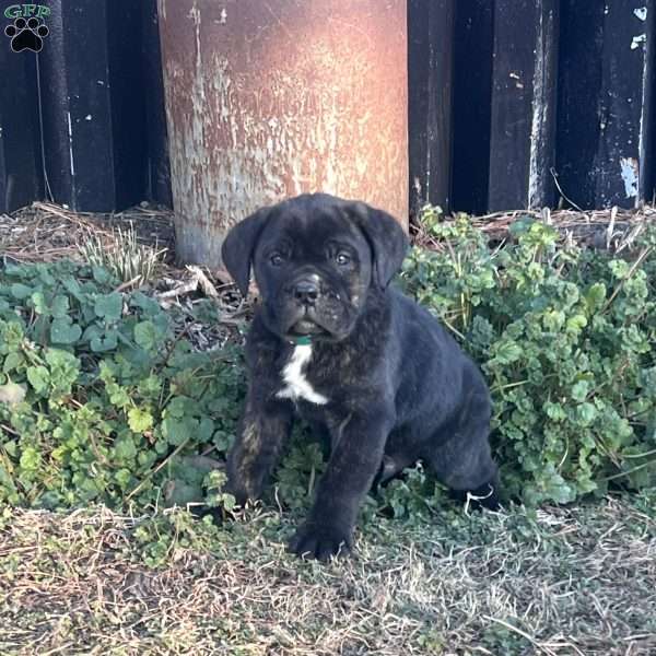 Vinnie, Cane Corso Puppy