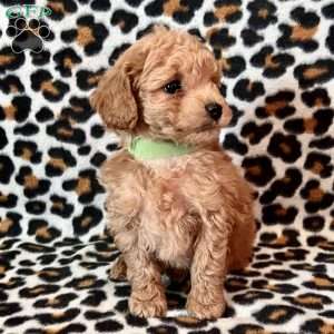 River, Maltipoo Puppy