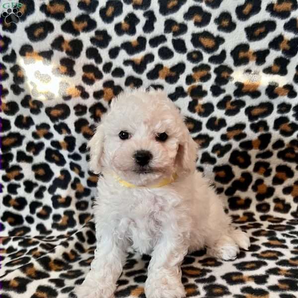 Pickles, Bichon Frise Puppy