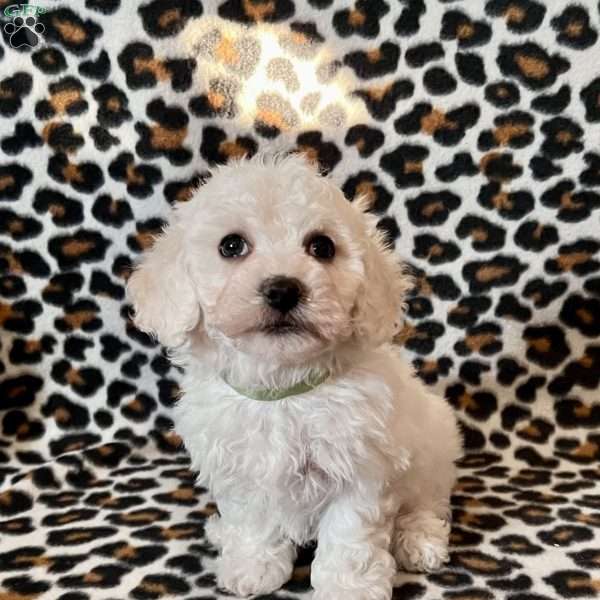 Peanut, Bichon Frise Puppy