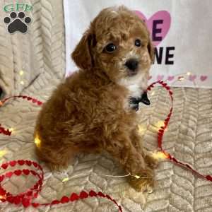 Grant, Toy Poodle Puppy