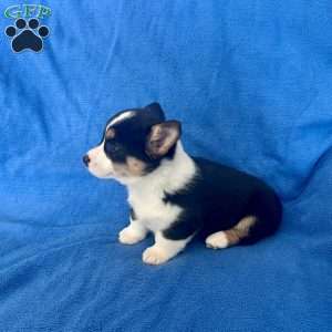 Maggie, Pembroke Welsh Corgi Puppy