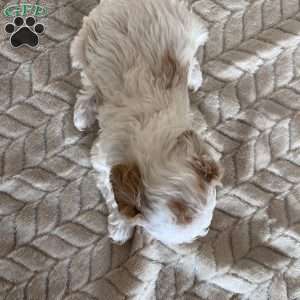 Gracie, Toy Poodle Puppy