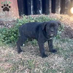 Victor, Cane Corso Puppy