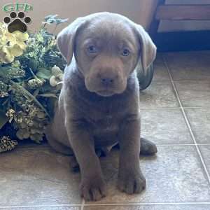 Scout, Silver Labrador Retriever Puppy