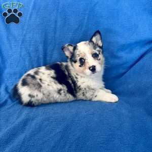 Milo, Pembroke Welsh Corgi Puppy