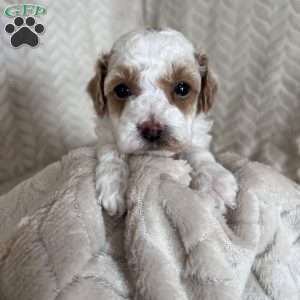 Gizmo, Toy Poodle Puppy