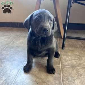 Sasha, Charcoal Labrador Retriever Puppy