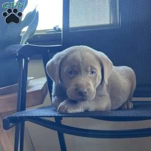 Scout, Silver Labrador Retriever Puppy