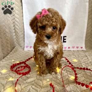 Ginger, Toy Poodle Puppy