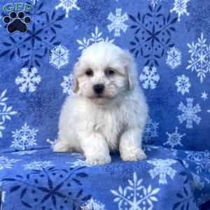 Sunny, Teddy Bear Puppy