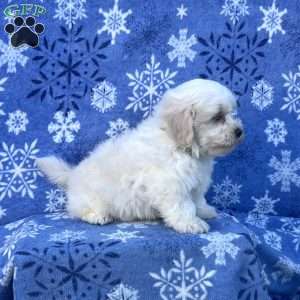 Sunny, Teddy Bear Puppy