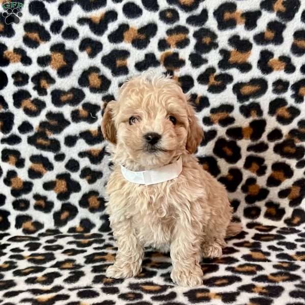 Rex, Maltipoo Puppy