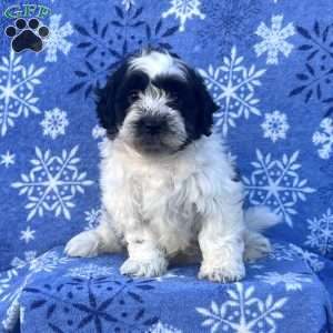 Sully, Teddy Bear Puppy