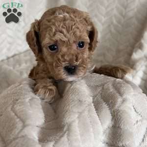 Ginger, Toy Poodle Puppy