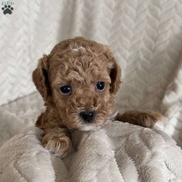 Ginger, Toy Poodle Puppy